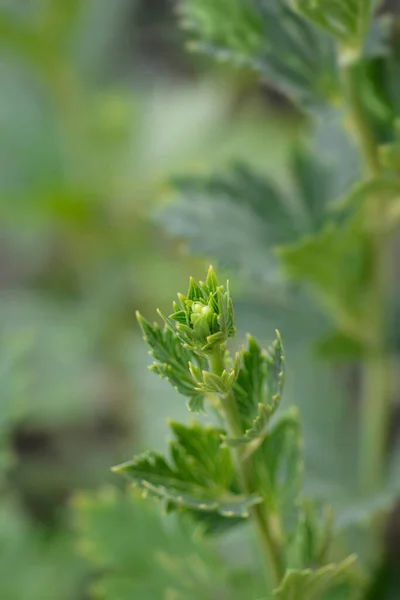 Варіації Квіткових Бутонів Манкшуду Латинська Назва Aconitum Variegatum — стокове фото