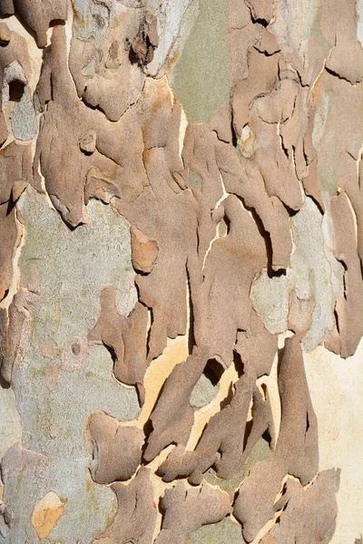 London Plane Bark Detail Λατινική Ονομασία Platanus Hispanica Platanus Acerifolia — Φωτογραφία Αρχείου