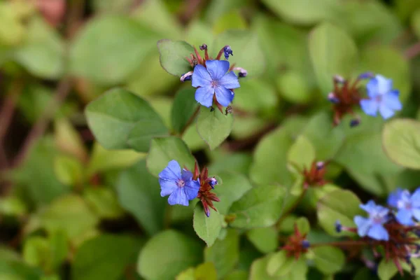 Голубые Цветки Почек Латинское Название Ceratfigma Plumbaginoides — стоковое фото