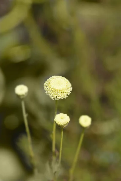 Лаванда Хлопчатобумажные Цветы Латинское Название Santolina Rosmarinifolia — стоковое фото