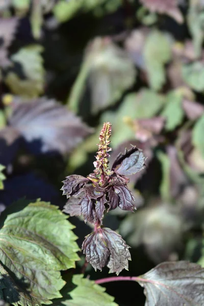 Beefsteak Plant Nombre Latino Perilla Frutescens Var Crispa —  Fotos de Stock