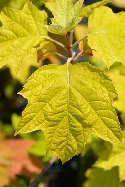 Hojas Hortensia Oakleaf Nombre Latino Hydrangea Quercifolia —  Fotos de Stock