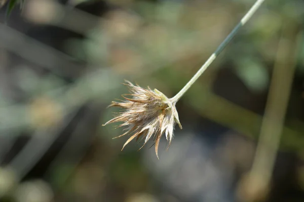 Bitumen Trefoil Seed Head Latin Name Bituminaria Bituminosa — Stock Photo, Image