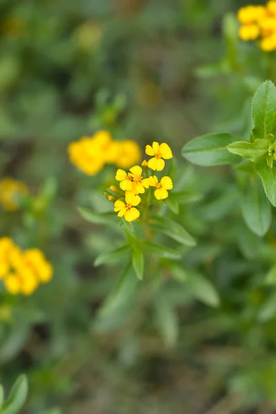 Calendula Messicana Nome Latino Tagetes Lucida — Foto Stock