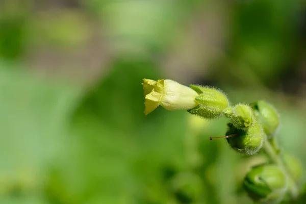 Tabaco Asteca Nome Latino Nicotiana Rustica — Fotografia de Stock