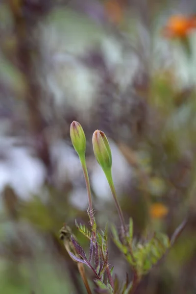 フランスのマリーゴールドの花の芽 ラテン名 タゲットパトゥラ — ストック写真