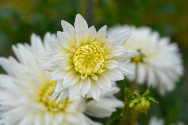 Dahlia, aşkım, beyaz çiçeklerim, latin ismim Dahlia, aşkım.