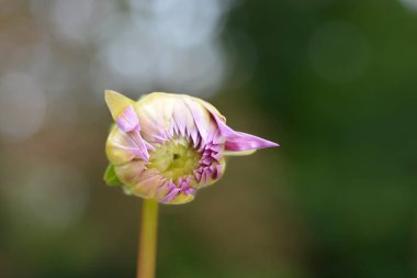 Dahlia Vassio Meggos çiçeği tomurcuğu - Latince adı Dahlia Vassio Meggos