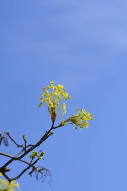 Çiçekli Norveç akçaağaç dalı - Latince adı - Acer platanoides