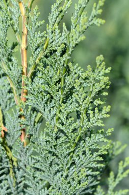 Lawsons Cypress Columnaris - Latince adı Chamaecyparis lawsoniana Columnaris