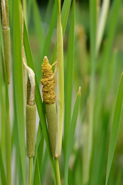 Shuttleworths Cattail Nom Latin Typha Shuttleworthii — Photo