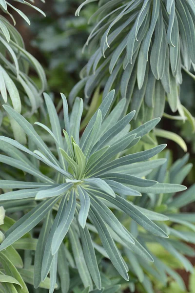 Wulfens Spurge Leaves Łacińska Nazwa Euphorbia Characias Subsp Wulfenii — Zdjęcie stockowe