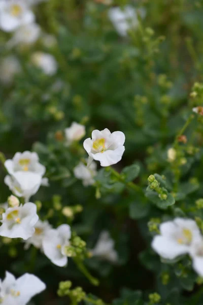Białe Kwiaty Twinspur Łacińska Nazwa Diascia Barberae — Zdjęcie stockowe