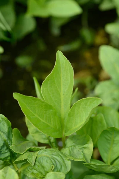 Trifoliata — ஸ்டாக் புகைப்படம்