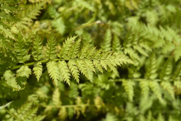 Saniainen Corydalis Lehdet Latinankielinen Nimi Corydalis Cheilanthifolia — kuvapankkivalokuva