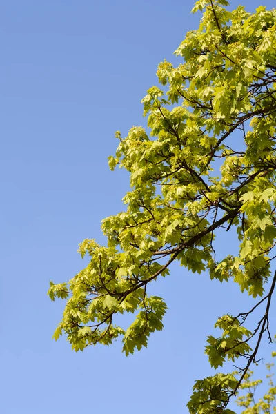 Branches Érable Norvège Avec Nouvelles Feuilles Fleurs Contre Ciel Bleu — Photo