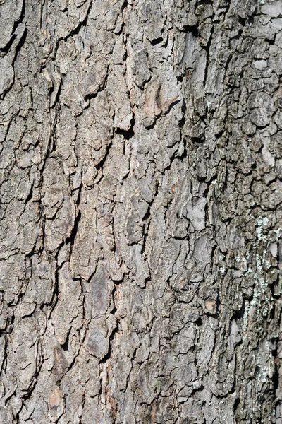 Écorce Marronnier Commun Nom Latin Aesculus Hippocastanum — Photo