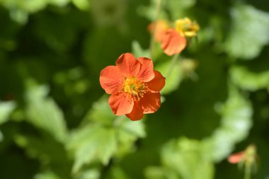 Cüce portakal çiçeği - Latince adı - Geum coccineum