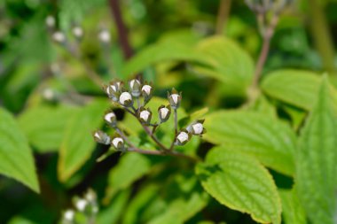 Deutzia Mont Rose - Latince adı - Deutzia x hybrida Mont Rose