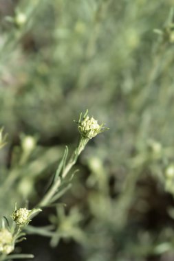 İtalyan çiçek tomurcukları - Latince adı - Helichrysum italicum