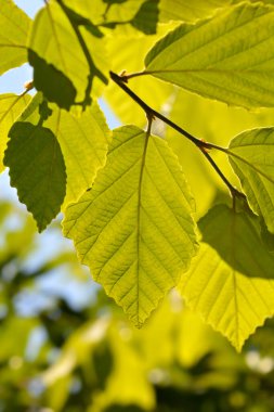 Japon cadı Hazel Zuccariniana Latince adı Hamamelis japonica Zuccariniana 'dan ayrılıyor