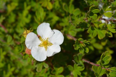 Shrubby Cinquefoil Bella Bianca - Latin adı - Potentilla fruticosa Bella Bianca