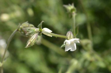 Alışılmadık bir kamp - Latince adı - Silene paradoxa