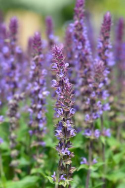 Sage Andora Blue - Latince adı - Salvia x superba Andora Blue