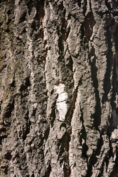 White Poplar Bark Detail Latin Name Populus Alba — Stock Photo, Image