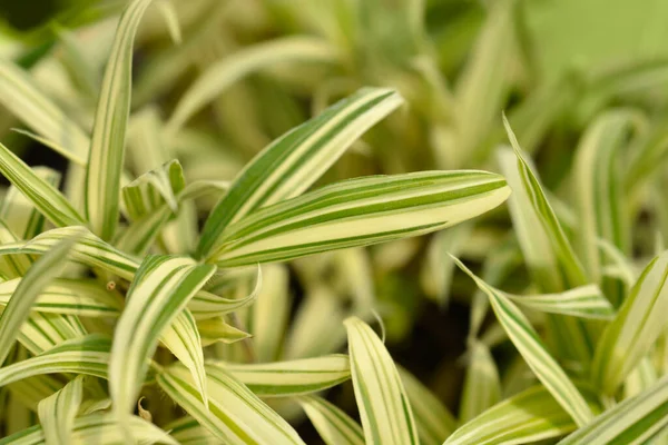 Dwarf White Striped Bamboo Leaves Latin Name Pleioblastus Fortunei Variegata — Stock Photo, Image