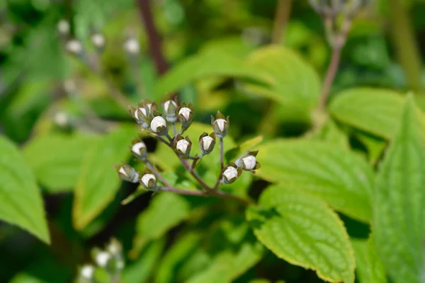 Deutzia Mont Rose Lateinischer Name Deutzia Hybrida Mont Rose — Stockfoto