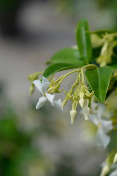 Jasmin Gwiezdny Nazwa Łacińska Trachelospermum Jasminoides — Zdjęcie stockowe
