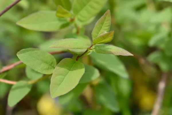 Honeyberry Leaves Латинское Название Lonicera Caerulea Var Kischatica — стоковое фото