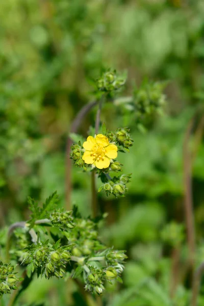 Smukła Folia Żółte Kwiaty Nazwa Łacińska Potentilla Gracilis — Zdjęcie stockowe