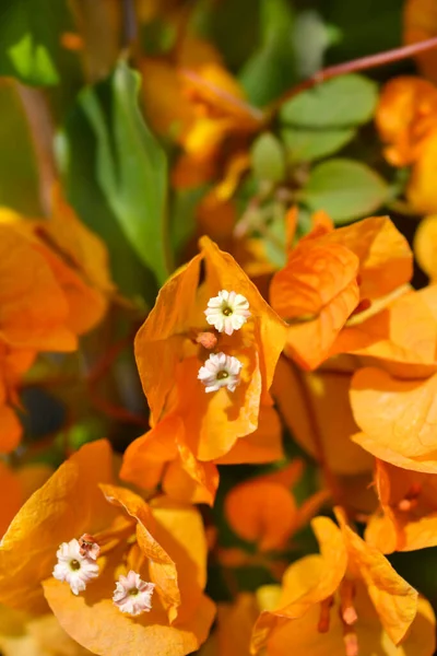 Bougainvillea Alexandra Flowers Latin Name Bougainvillea Alexandra — Stock Photo, Image