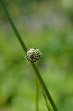 Dev uyuz çiçek - Latince adı - Cephalaria gigantea