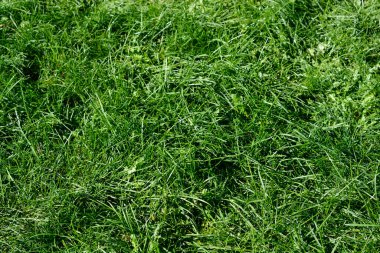 A full-frame close-up captures the lush, unmanicured texture of a patch of bright green grass, with long blades and scattered weeds creating a natural, dense background