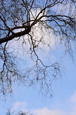 Ejderhalar söğüt dallarını mavi gökyüzüne sürerler - Latince adı - salya matsudana Tortuosa