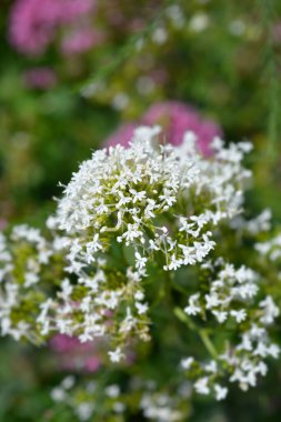 Kırmızı kediotu beyaz çiçeği - Latince adı - Centranthus ruber Albus