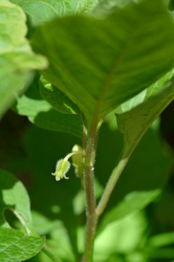 Kiraz çiçeği tomurcuğu - Latin adı - Physalis alkekengi