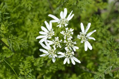 Beyaz lacivert - Latince adı - Orlaya grandiflora