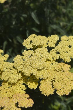 Yarrow sarı turuncu çiçekleri - Latince adı - Achillea millefolium Terracotta