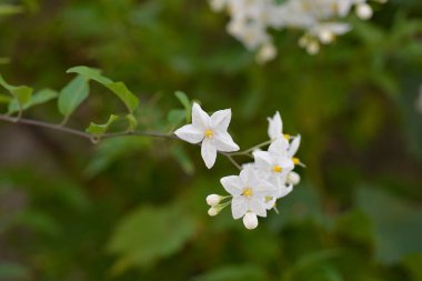 Potato vine white flowers - Latin name - Solanum laxum