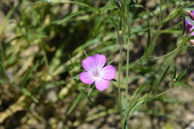 Yaygın mısır midyesi çiçekleri - Latince adı - Agrostemma githago
