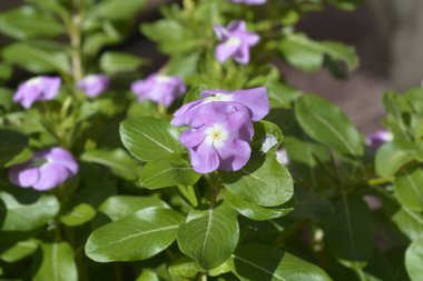 Madagaskar menekşesi - Latince adı - Catharanthus roseus Titan Lavanta Mavi Halo