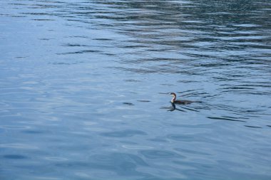 Bir karabatak sakin, mavi, dalgalı suda yüzer, altında yansıması görünür.