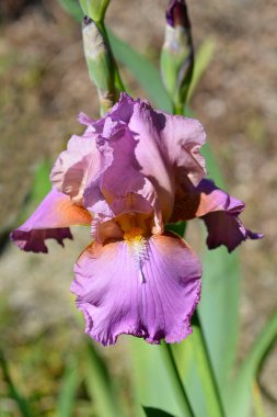 Uzun sakallı süsen çiçeği - Latince adı - Iris Laurie