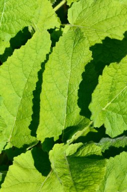 Adaçayı yaprakları - Latince adı - Salvia forskaohlei