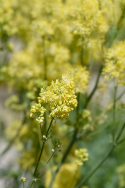 Genel çayır çiçeği - Latince adı - Thalictrum flavum