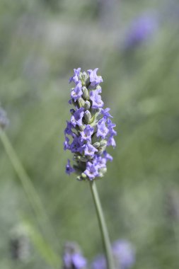 Genel lavanta çiçekleri - Latince adı - Lavandula angustifolia